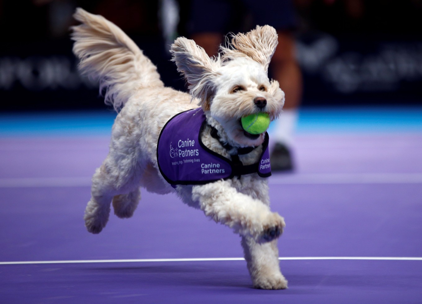 2018-12-07t105442z_958940401_rc1c6590c4e0_rtrmadp_3_britain-tennis-dogs