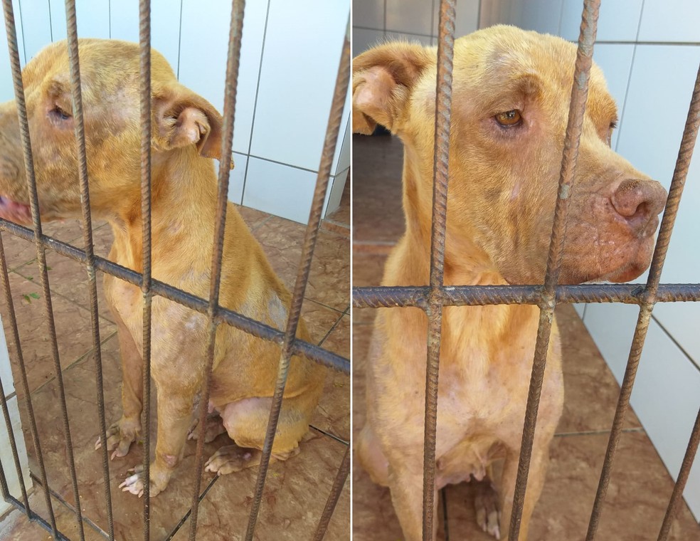 pit-bull
