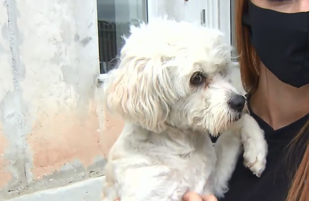 cachorrinha2